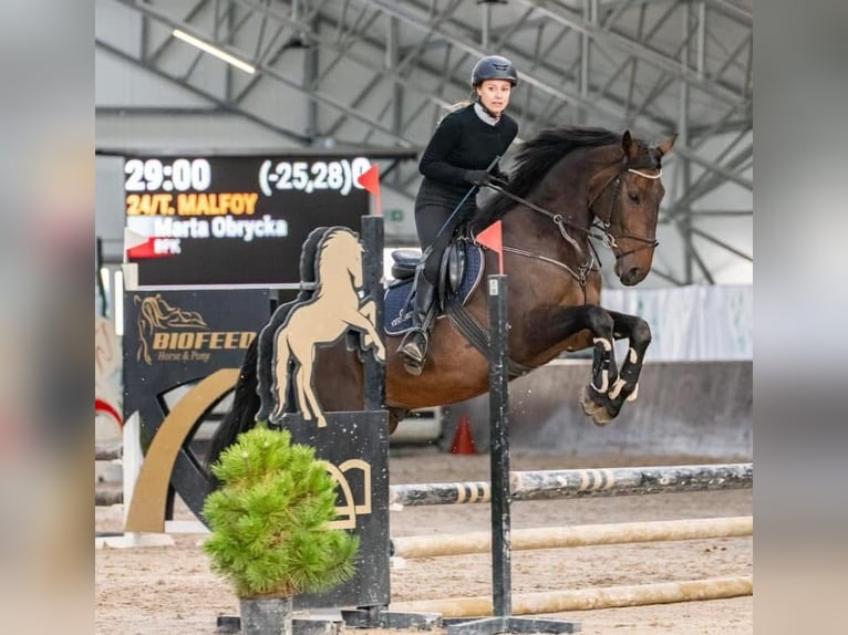 Polish Halfbred Gelding 8 years 16 hh Bay in Pruszków