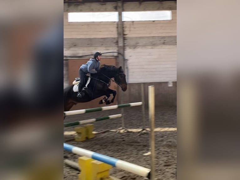 Polish Halfbred Gelding 8 years 16 hh Bay in Pruszków