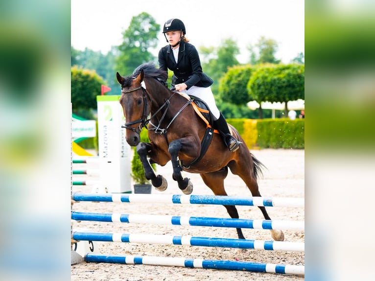 Polish Halfbred Gelding 8 years 16 hh Bay in Pruszków