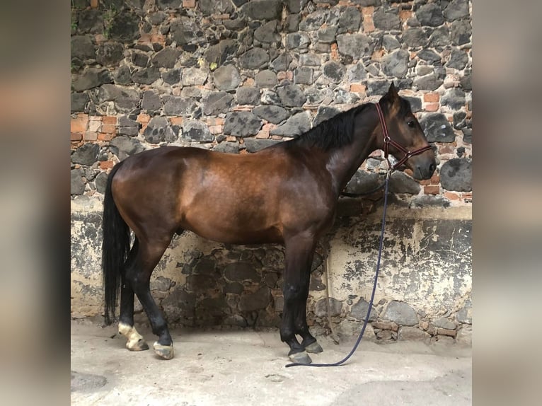 Polish Halfbred Gelding 8 years 16 hh Bay in Pruszków