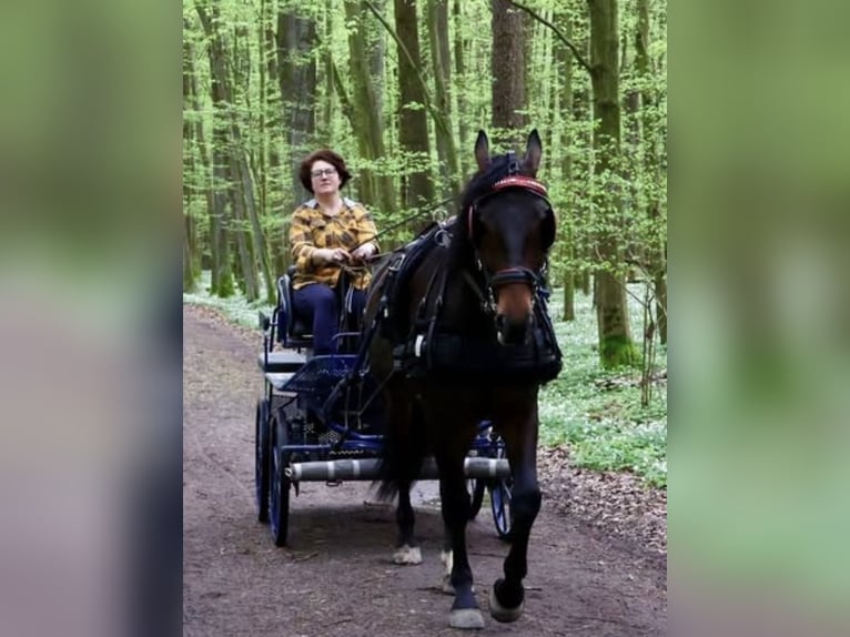 Polish Halfbred Gelding 8 years 16 hh Bay in Pruszków