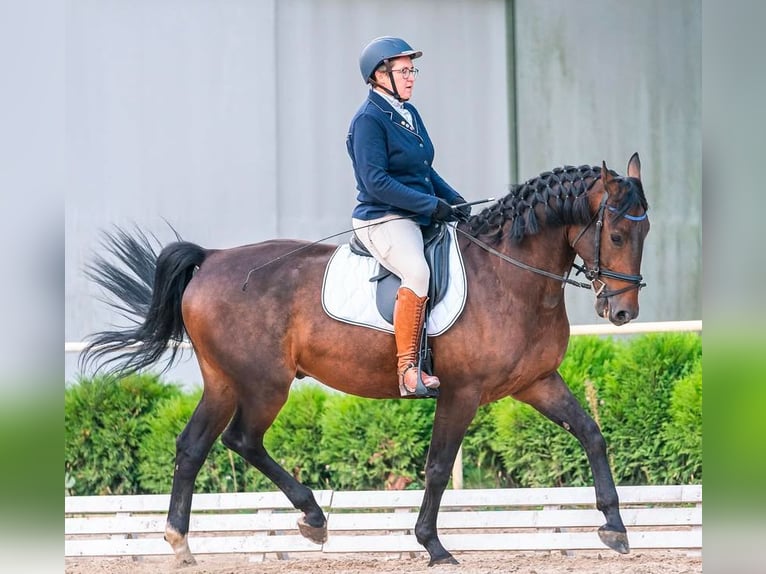 Polish Halfbred Gelding 8 years 16 hh Bay in Pruszków
