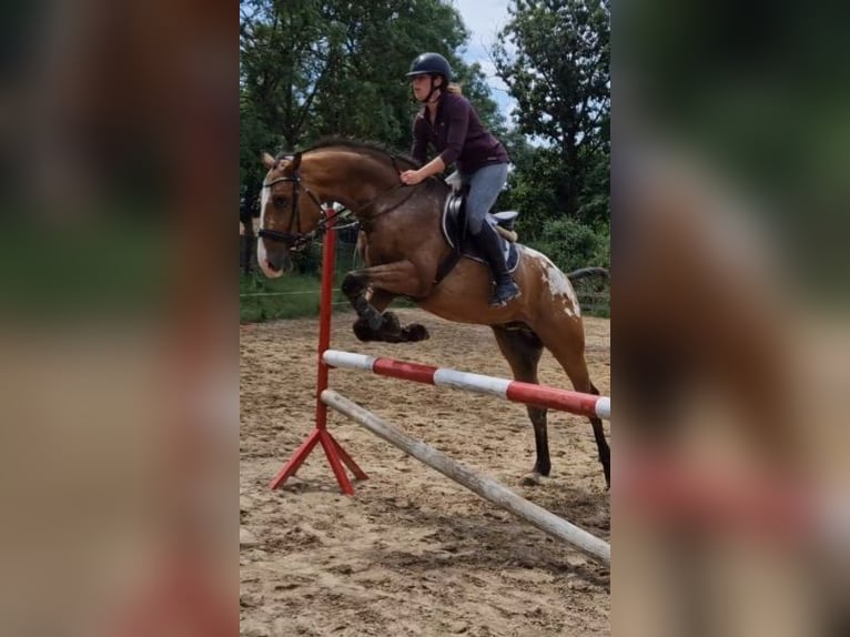 Polish Halfbred Gelding 8 years 16 hh in Stary Dwór