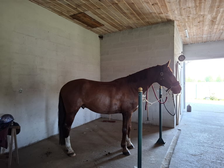 Polish Halfbred Gelding 8 years 16,1 hh Chestnut-Red in Złotniki