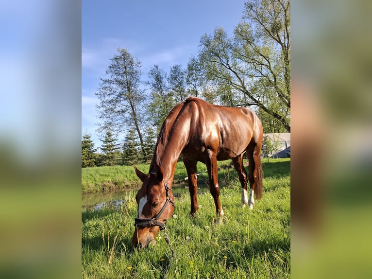 Polish Halfbred Gelding 8 years 16,1 hh Chestnut-Red in Złotniki
