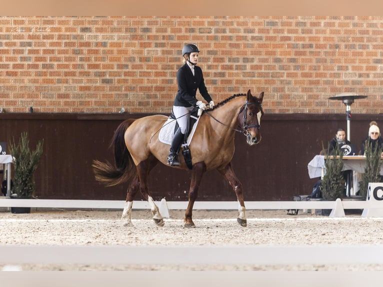 Polish Halfbred Gelding 8 years 16,1 hh Chestnut-Red in Złotniki