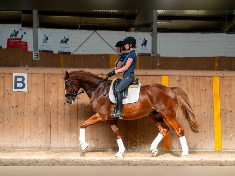 Polish Halfbred Gelding 8 years 16,1 hh Chestnut-Red in Ziemi&#x119;cice