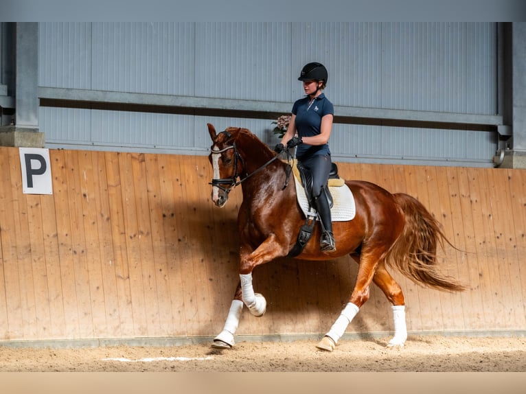 Polish Halfbred Gelding 8 years 16,1 hh Chestnut-Red in Ziemi&#x119;cice