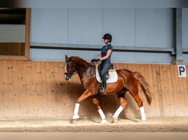 Polish Halfbred Gelding 8 years 16,1 hh Chestnut-Red in Ziemi&#x119;cice