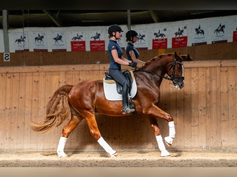 Polish Halfbred Gelding 8 years 16,1 hh Chestnut-Red in Ziemi&#x119;cice
