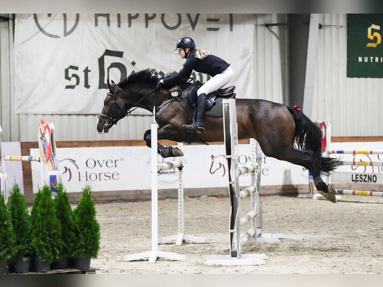 Polish Halfbred Gelding 8 years 16,2 hh Bay-Dark in Skrzeszewo
