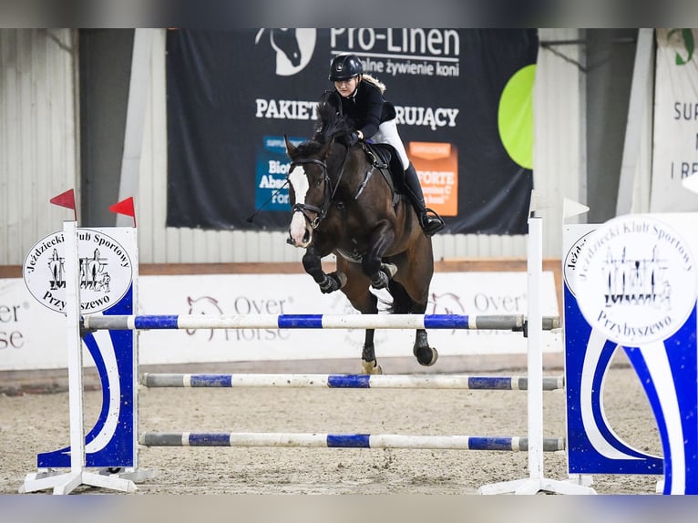 Polish Halfbred Gelding 8 years 16,2 hh Bay-Dark in Skrzeszewo