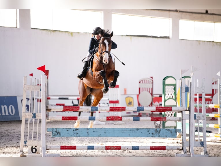 Polish Halfbred Gelding 8 years 17 hh Brown in Radom