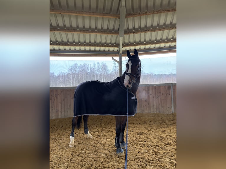 Polish Halfbred Gelding 8 years 17 hh Brown in Radom