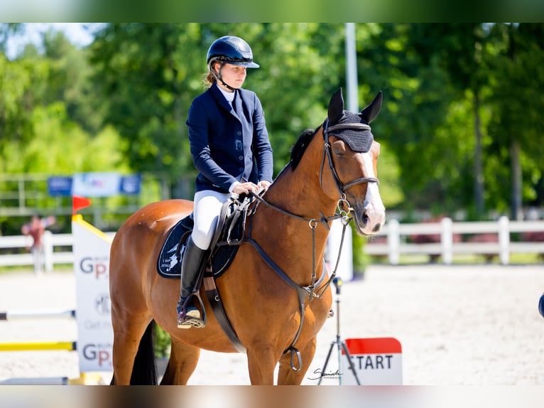 Polish Halfbred Gelding 8 years 17 hh Brown in Radom