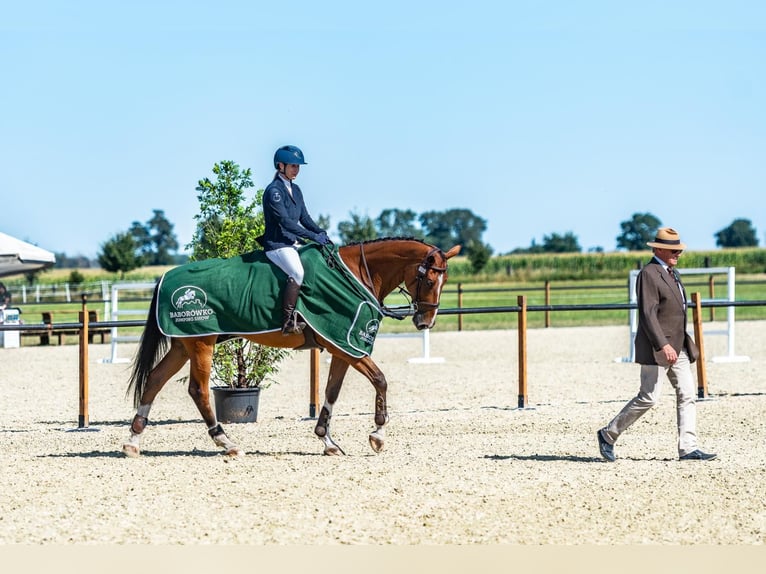 Polish Halfbred Gelding 8 years 17 hh Brown in Łódź