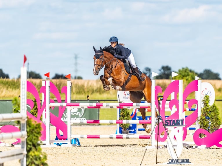 Polish Halfbred Gelding 8 years 17 hh Brown in Łódź