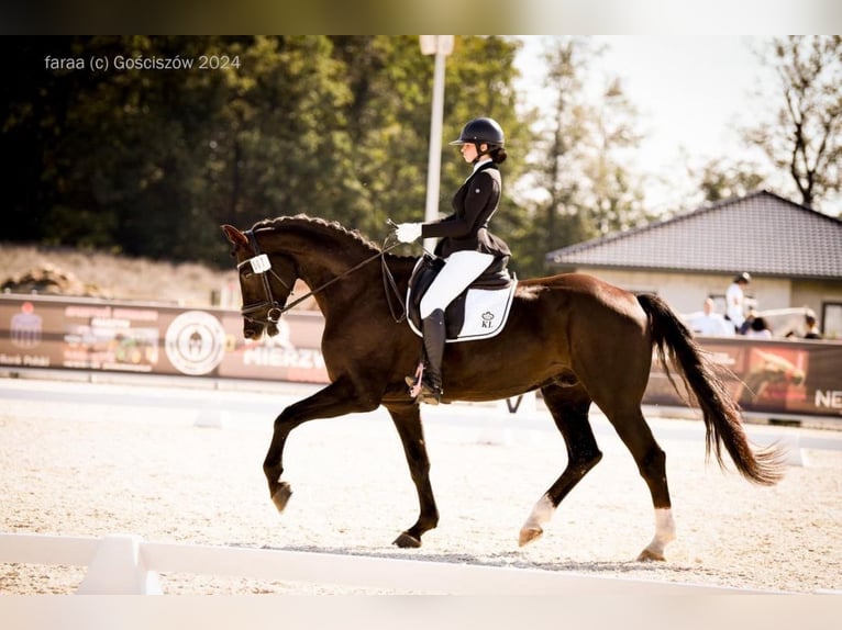 Polish Halfbred Gelding 8 years 17 hh Chestnut in Rybnica