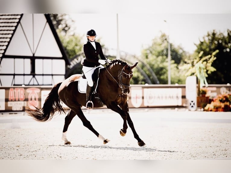 Polish Halfbred Gelding 8 years 17 hh Chestnut in Rybnica