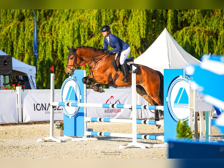 Polish Halfbred Gelding 8 years 17,1 hh Bay in Tarnowo Pa&#x142;uckie