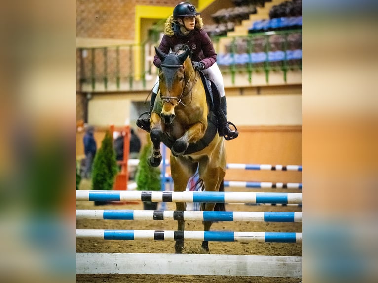 Polish Halfbred Gelding 8 years 17,1 hh Bay in Tarnowo Pa&#x142;uckie