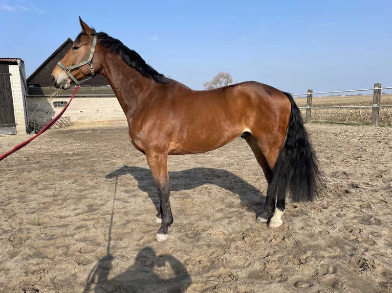 Polish Halfbred Gelding 8 years 17,1 hh Bay in Tarnowo Pa&#x142;uckie