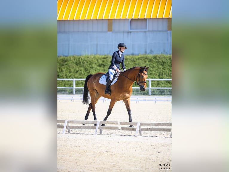 Polish Halfbred Gelding 8 years Brown in Zielona Góra