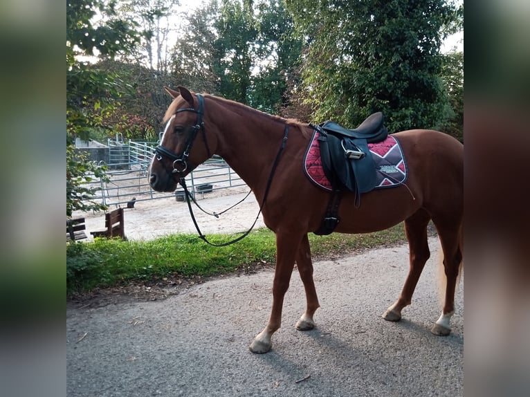 Polish Halfbred Gelding 9 years 14,2 hh Chestnut-Red in Nagold