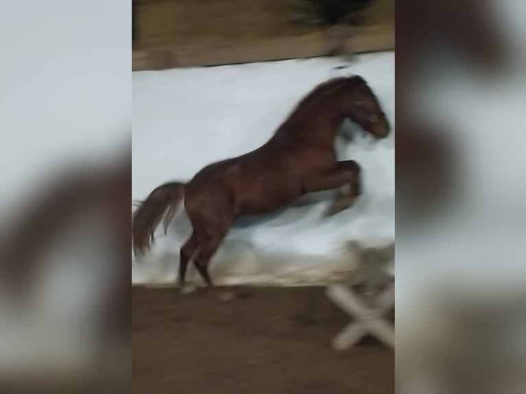 Polish Halfbred Gelding 9 years 14,2 hh Chestnut-Red in Nagold