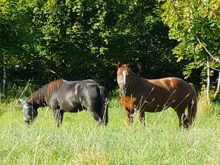Polish Halfbred Gelding 9 years 14,3 hh Chestnut-Red in Nagold
