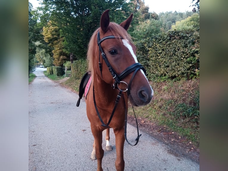 Polish Halfbred Gelding 9 years 14,3 hh Chestnut-Red in Nagold