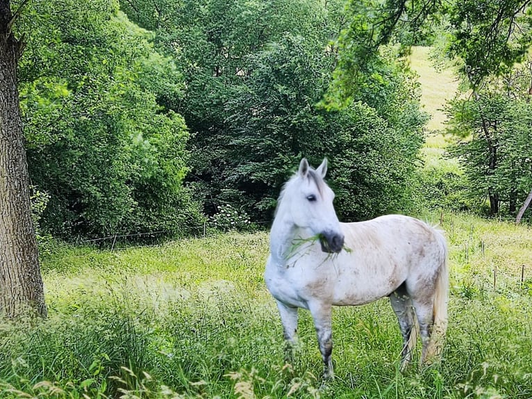 Polish Halfbred Mix Gelding 9 years 15,1 hh Grey in K&#xF6;rdorf