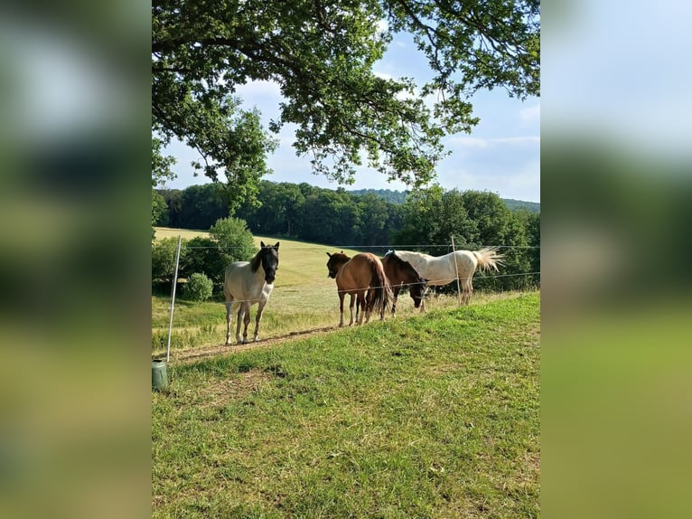 Polish Halfbred Mix Gelding 9 years 15,1 hh Grey in K&#xF6;rdorf