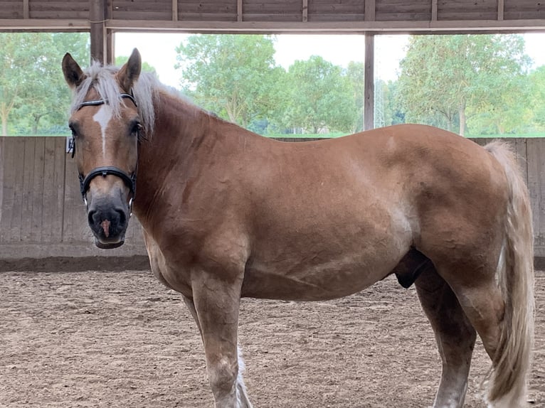 Polish Halfbred Mix Gelding 9 years 15,2 hh Chestnut-Red in Mannheim