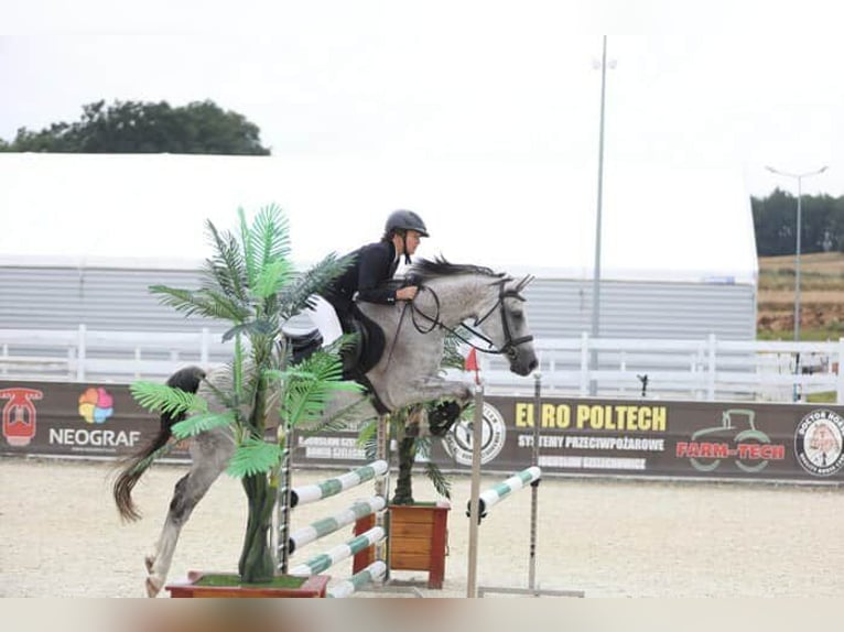 Polish Halfbred Gelding 9 years 15,2 hh Grey in Leszno Dolne