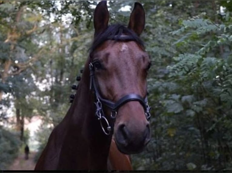 Polish Halfbred Gelding 9 years 15,3 hh Bay in &#x17B;elaz&#xF3;w