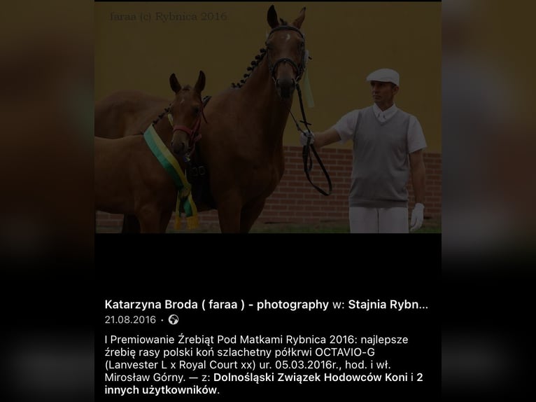 Polish Halfbred Gelding 9 years 15,3 hh Bay in &#x17B;elaz&#xF3;w