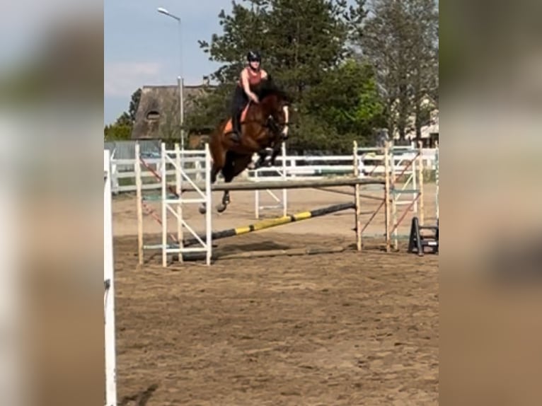 Polish Halfbred Gelding 9 years 16,2 hh Bay in Budzistowo