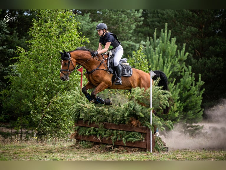 Polish Halfbred Gelding 9 years 16,2 hh Bay in Budzistowo