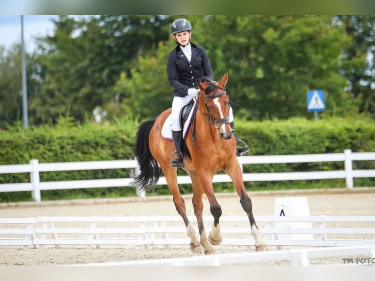 Polish Halfbred Gelding 9 years 16,2 hh Bay in Budzistowo