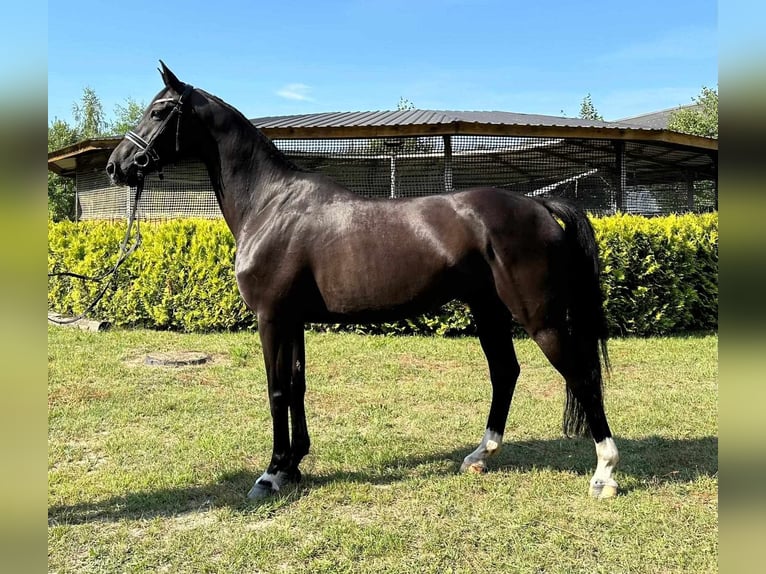 Polish Halfbred Gelding 9 years 16,2 hh Black in Walewice