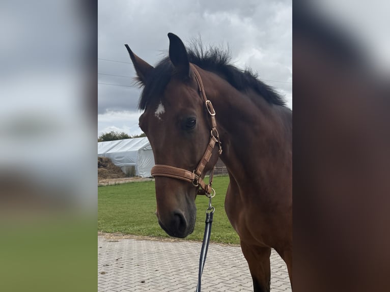 Polish Halfbred Gelding 9 years 16.2 hh Brown in Czarna Huta