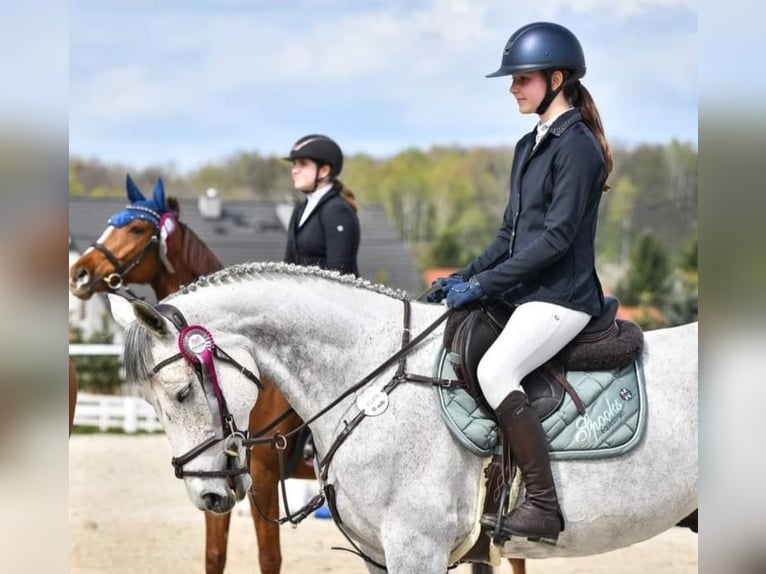 Polish Halfbred Gelding 9 years 16 hh Gray in Wilkowice