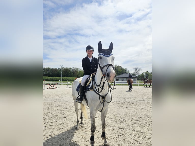 Polish Halfbred Gelding 9 years 16 hh Gray in Wojnarowice