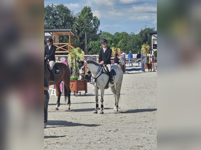 Polish Halfbred Gelding 9 years 16 hh Gray in Wojnarowice