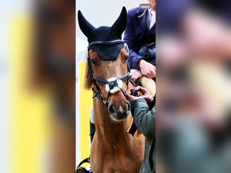 Polish Halfbred Gelding 9 years 16,1 hh Chestnut-Red in Gdańsk