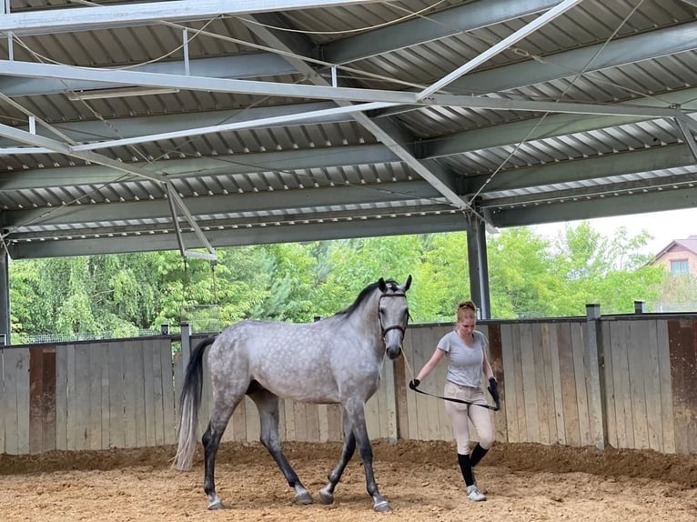 Polish Halfbred Gelding 9 years 16,2 hh Grey in zaręby