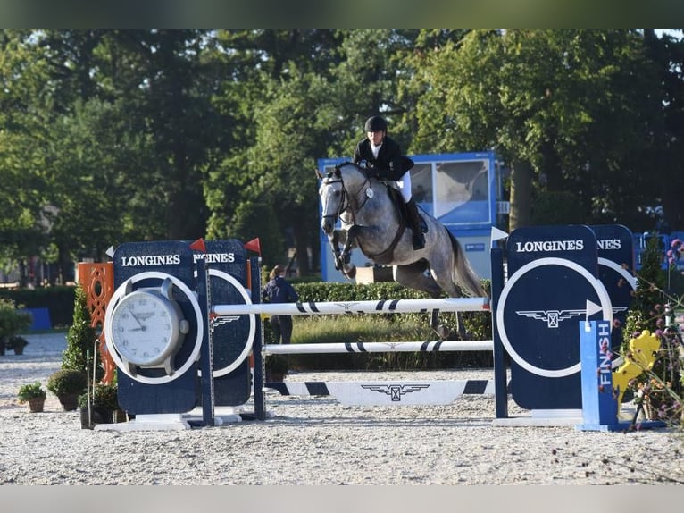 Polish Halfbred Gelding 9 years 16,2 hh Grey in zaręby