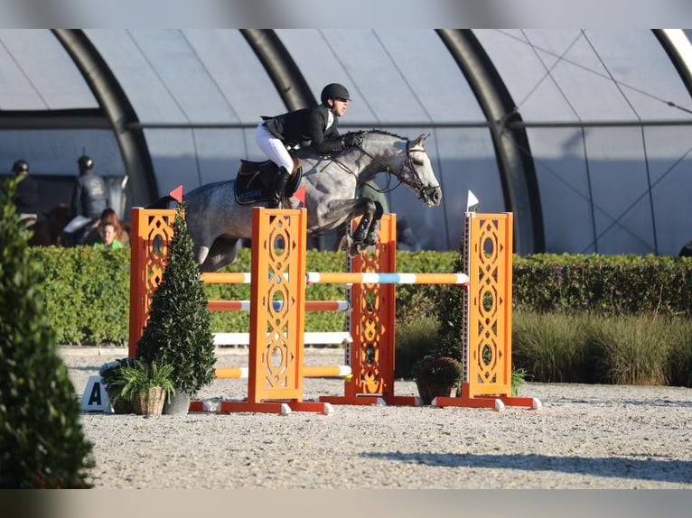 Polish Halfbred Gelding 9 years 16,2 hh Grey in zaręby