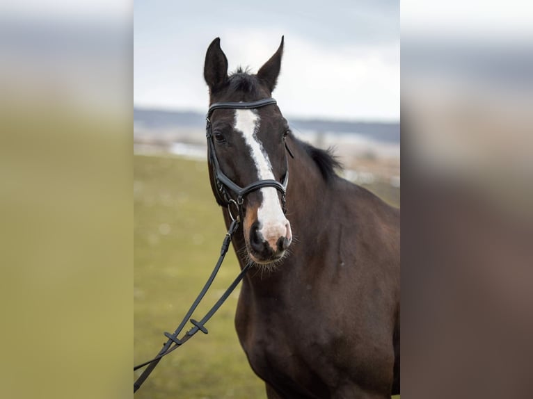 Polish Halfbred Gelding 9 years 16,2 hh Smoky-Black in Stargard